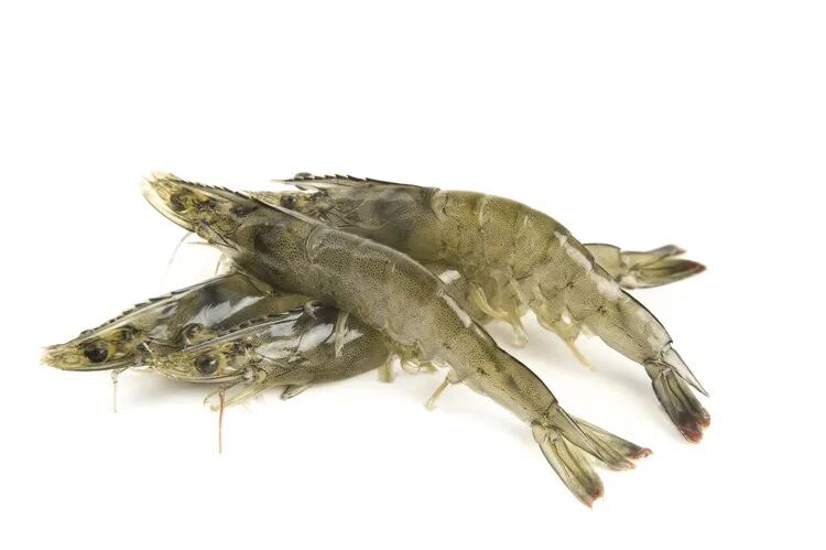 健康食用养殖虾注意事项_养殖虾能不能吃_海鲜有寄生虫为什么能补丐呢