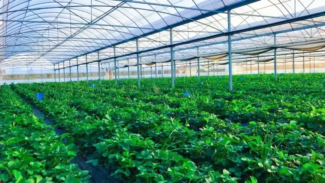 乡村振兴战略_生态农业旅游开发知识与实例_农文旅融合