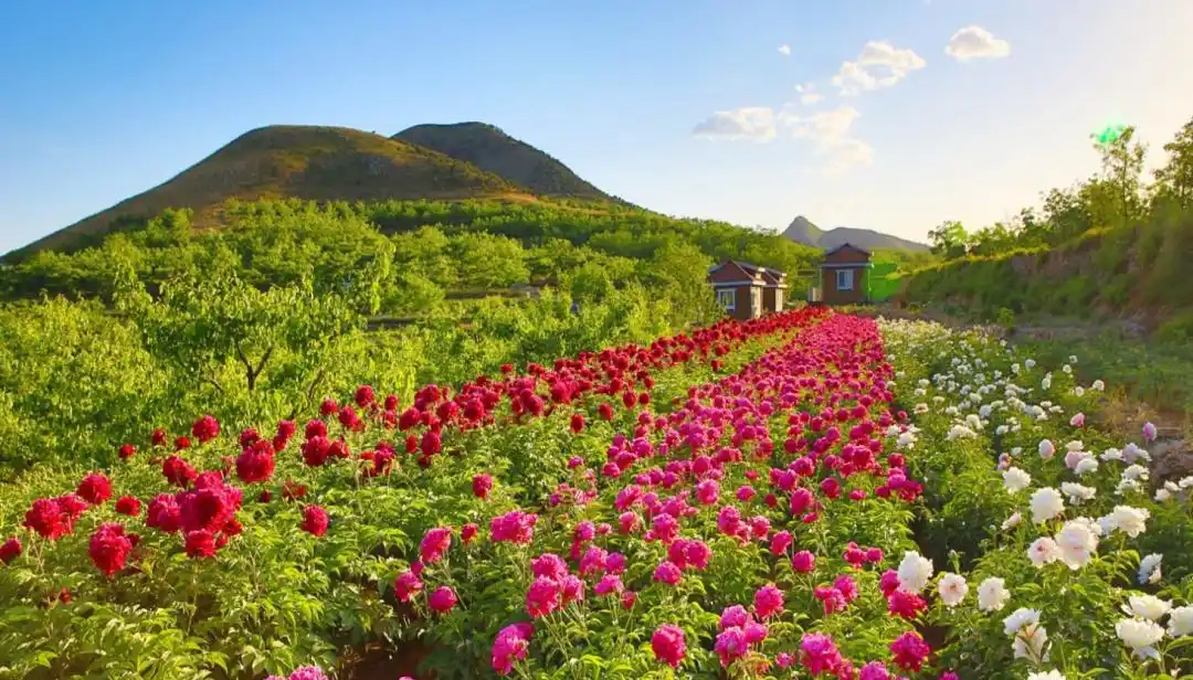 乡村振兴战略_生态农业旅游开发知识与实例_农文旅融合