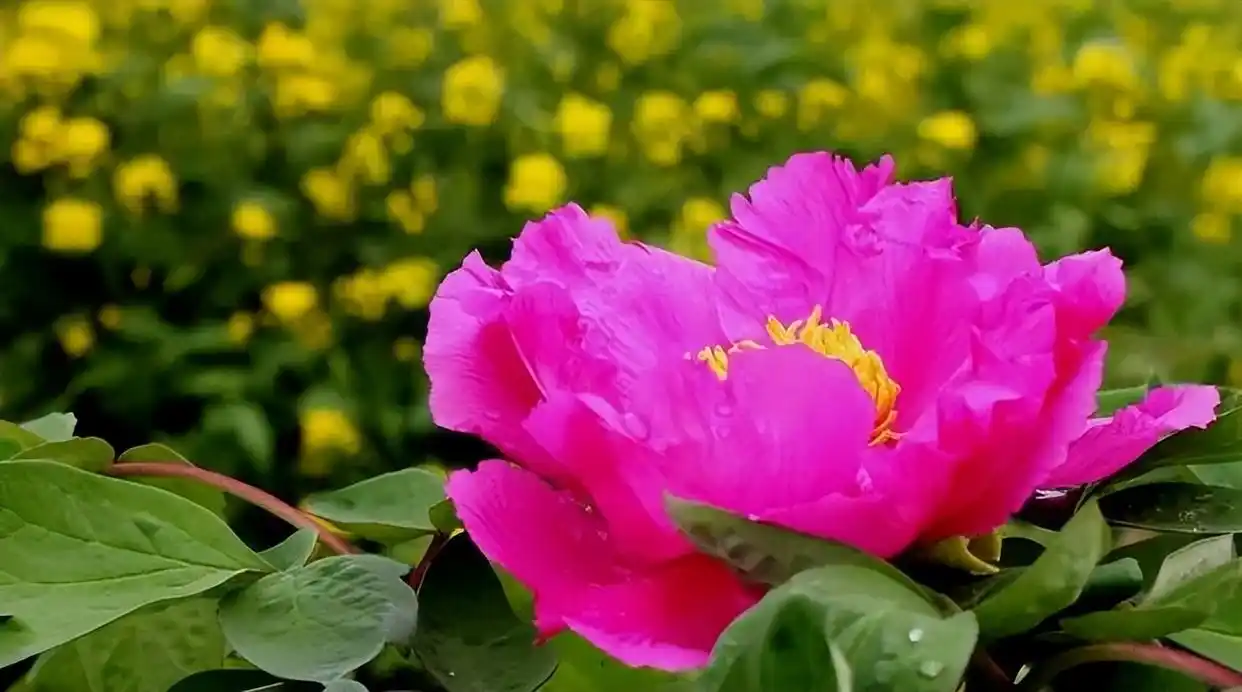 农文旅融合_乡村振兴战略_生态农业旅游开发知识与实例