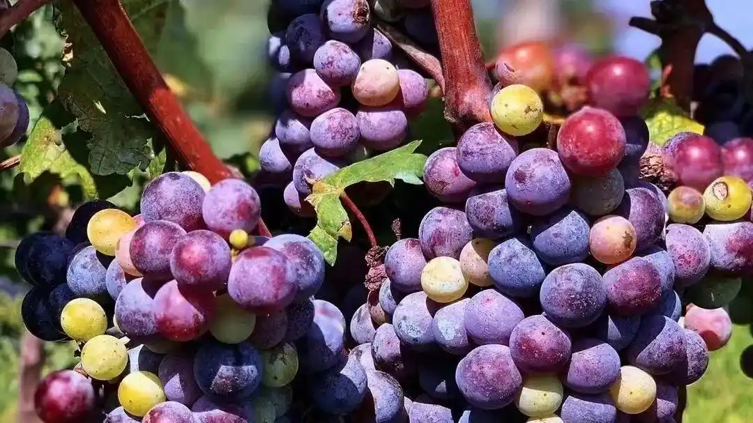 乡村振兴战略_生态农业旅游开发知识与实例_农文旅融合