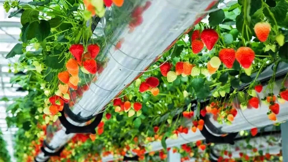 田园农业旅游_农旅融合模式_生态农业旅游开发知识与实例