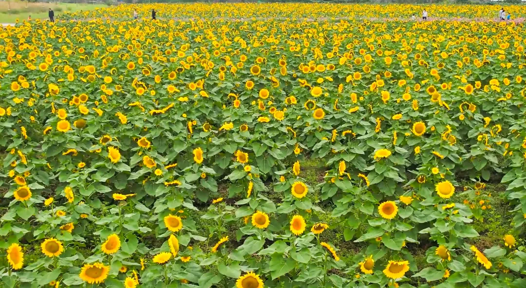 田园农业旅游_农旅融合模式_生态农业旅游开发知识与实例