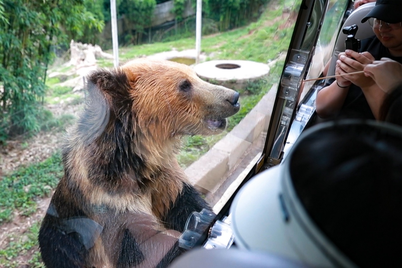 碧峰峡风景区一日游_碧峰峡动物互动体验_碧峰峡研学旅游项目