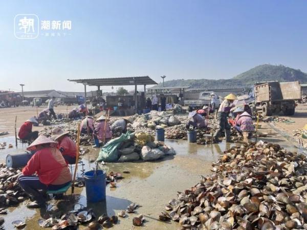 珍珠价格火爆_三亚南海珍珠坊多少钱_珍珠蚌收获季