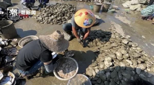 珍珠价格火爆_珍珠蚌收获季_三亚南海珍珠坊多少钱