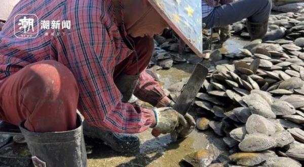 珍珠蚌收获季_珍珠价格火爆_三亚南海珍珠坊多少钱