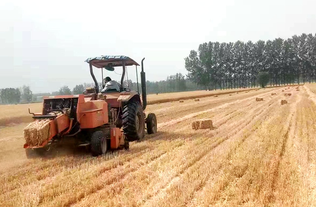 河南秸秆利用_太康县秸秆变饲料养殖_河南太康县秸秆打捆回收