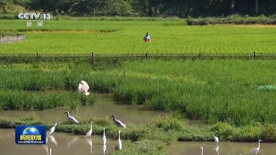 习近平生态文明思想_两山理念安吉实践_绿水青山就是金山银山——为什么要建设生态文明