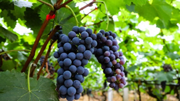 璧山生态农业规划_璧山葡萄采摘季_多彩田园乡遇璧山