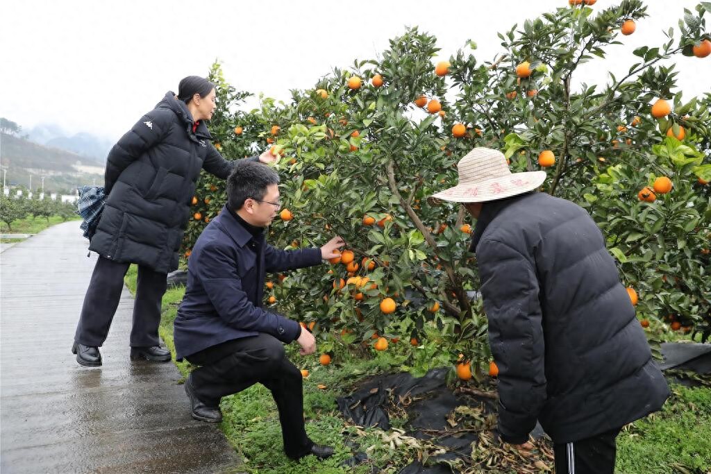璧山区智慧农业发展_璧山生态农业规划_璧山区绿色种植技术