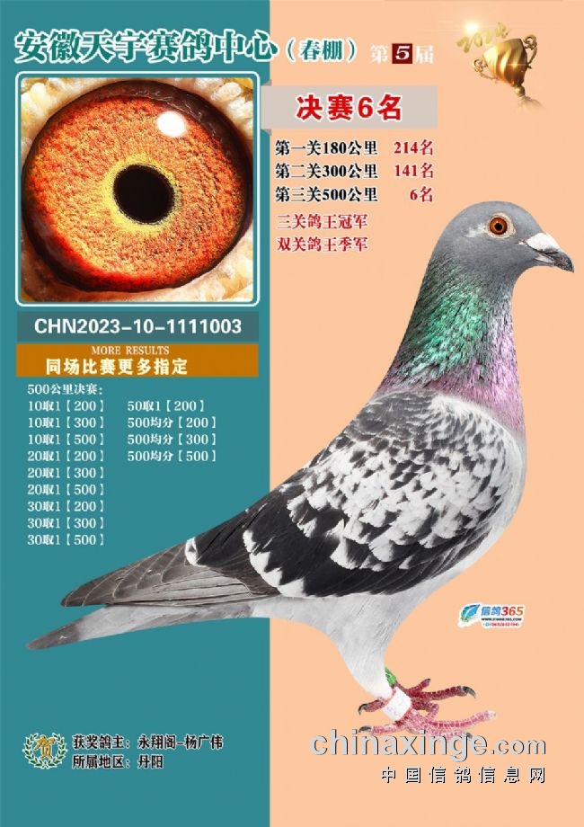 安徽天宇赛鸽中心决赛_安徽天宇赛鸽中心拍卖会_2026江苏如东天宇赛鸽