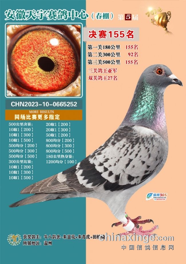 安徽天宇赛鸽中心决赛_2026江苏如东天宇赛鸽_安徽天宇赛鸽中心拍卖会
