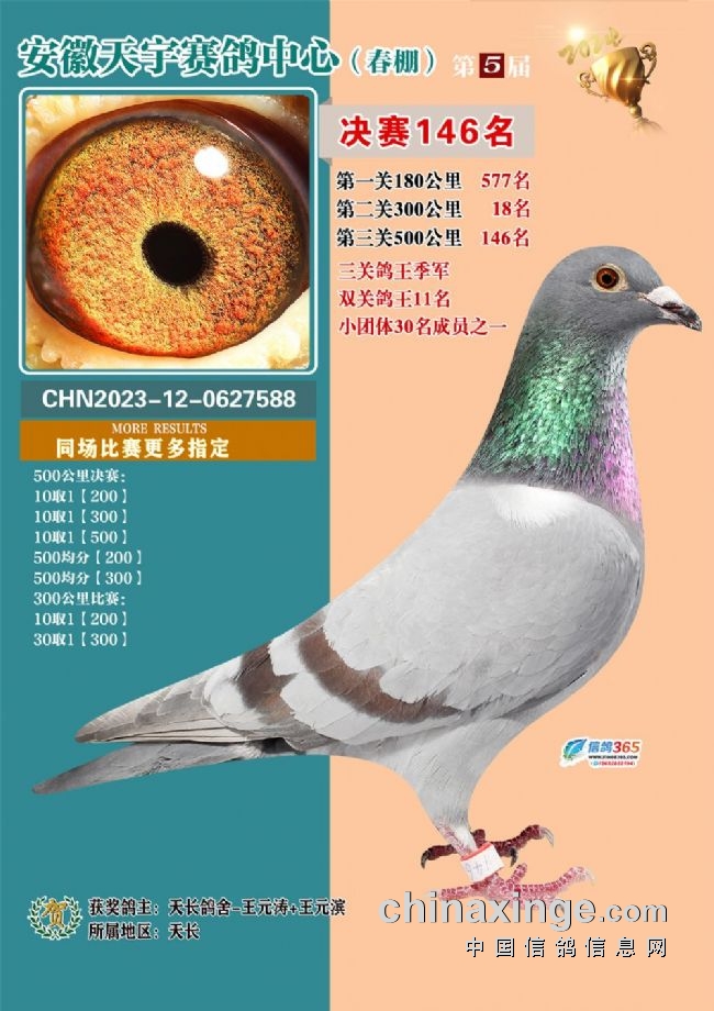 安徽天宇赛鸽中心拍卖会_安徽天宇赛鸽中心决赛_2026江苏如东天宇赛鸽