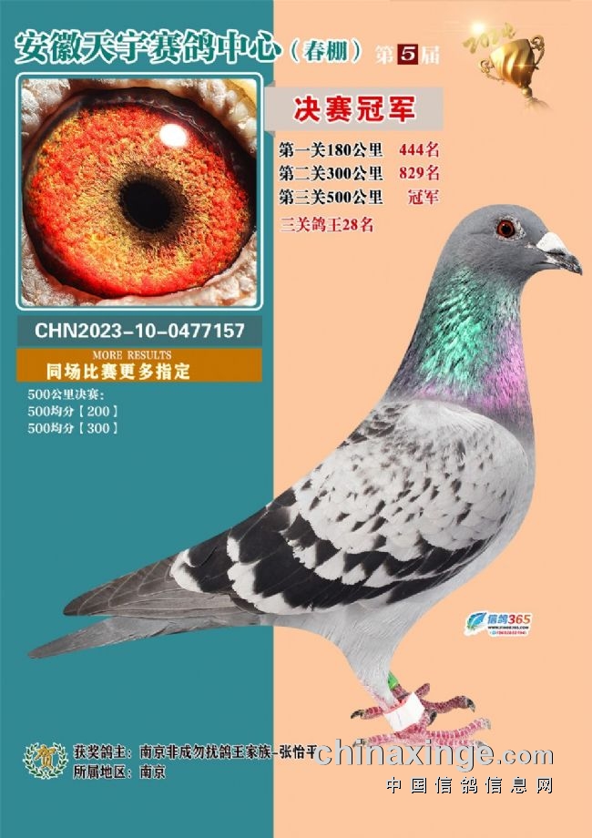 2026江苏如东天宇赛鸽_安徽天宇赛鸽中心拍卖会_安徽天宇赛鸽中心决赛