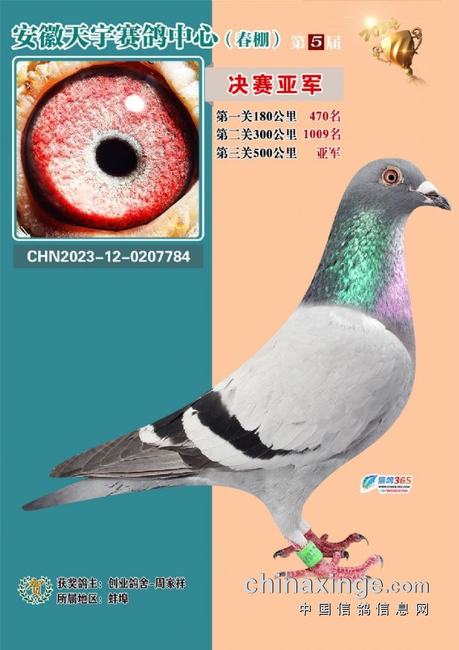 安徽天宇赛鸽中心决赛_2026江苏如东天宇赛鸽_安徽天宇赛鸽中心拍卖会