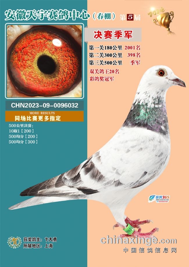 安徽天宇赛鸽中心决赛_安徽天宇赛鸽中心拍卖会_2026江苏如东天宇赛鸽