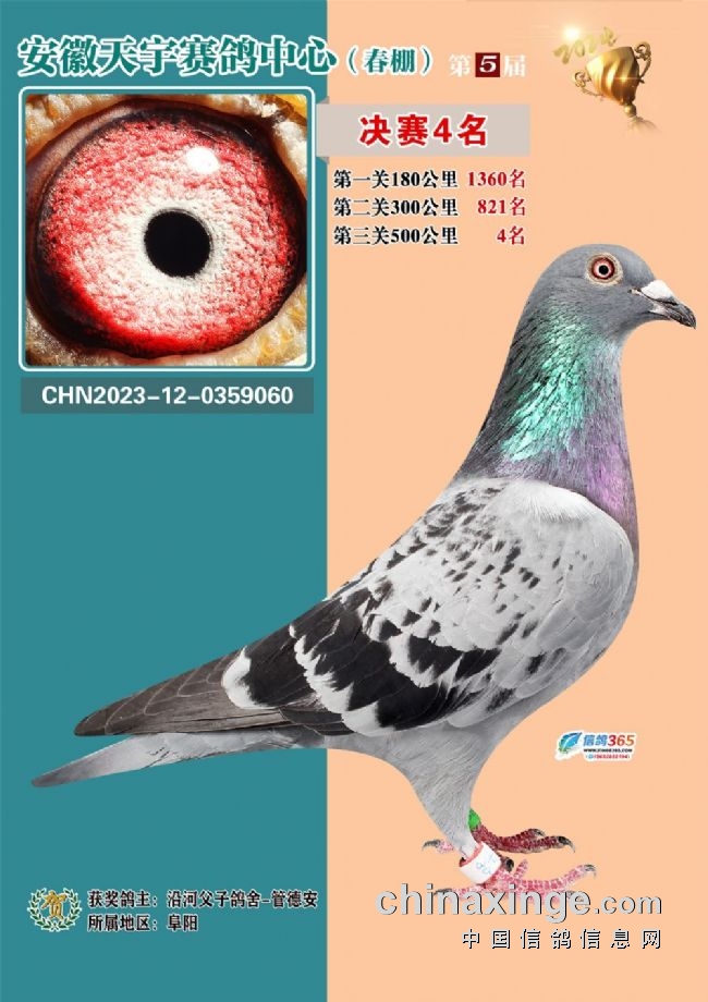 2026江苏如东天宇赛鸽_安徽天宇赛鸽中心决赛_安徽天宇赛鸽中心拍卖会