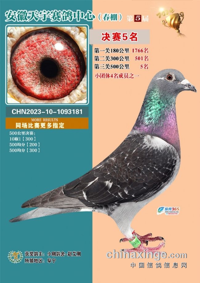 2026江苏如东天宇赛鸽_安徽天宇赛鸽中心决赛_安徽天宇赛鸽中心拍卖会