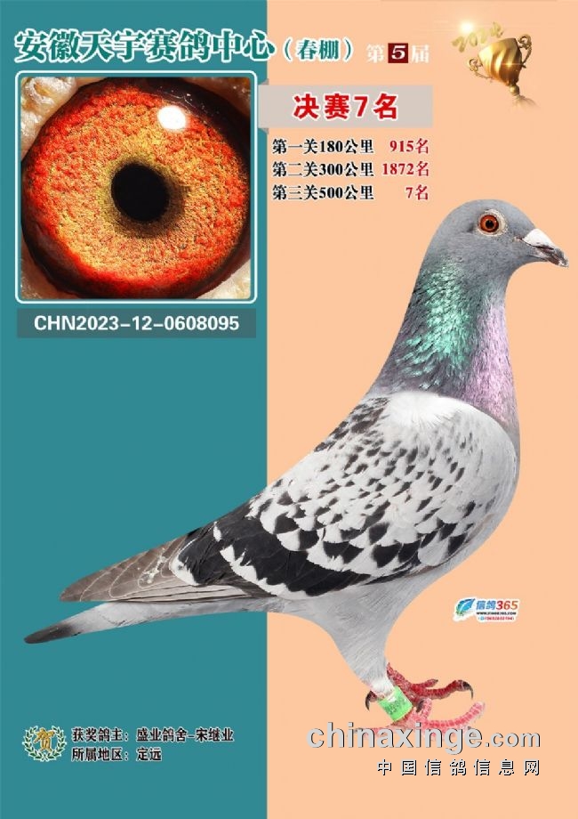 安徽天宇赛鸽中心决赛_2026江苏如东天宇赛鸽_安徽天宇赛鸽中心拍卖会