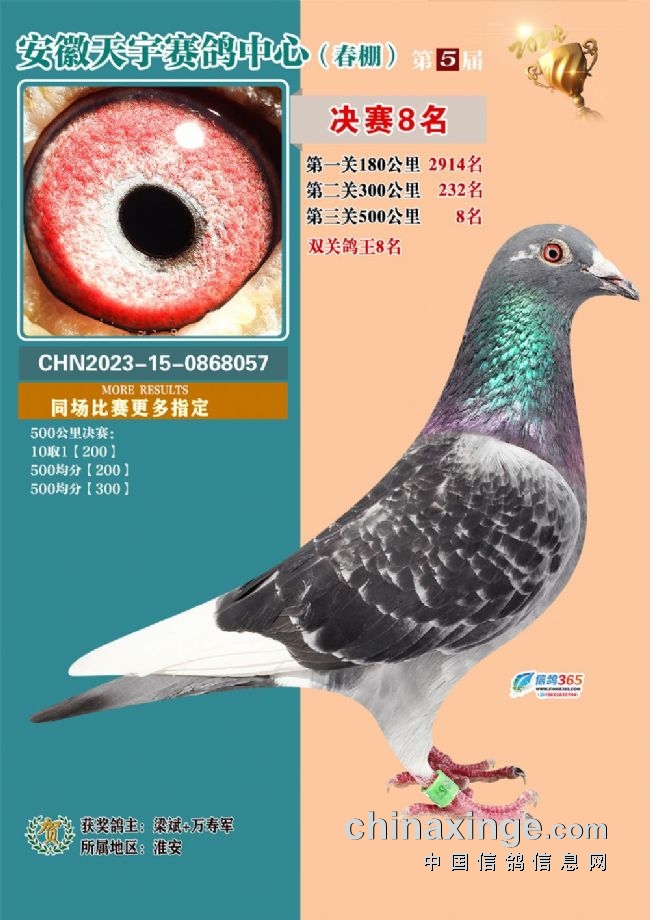 安徽天宇赛鸽中心决赛_安徽天宇赛鸽中心拍卖会_2026江苏如东天宇赛鸽
