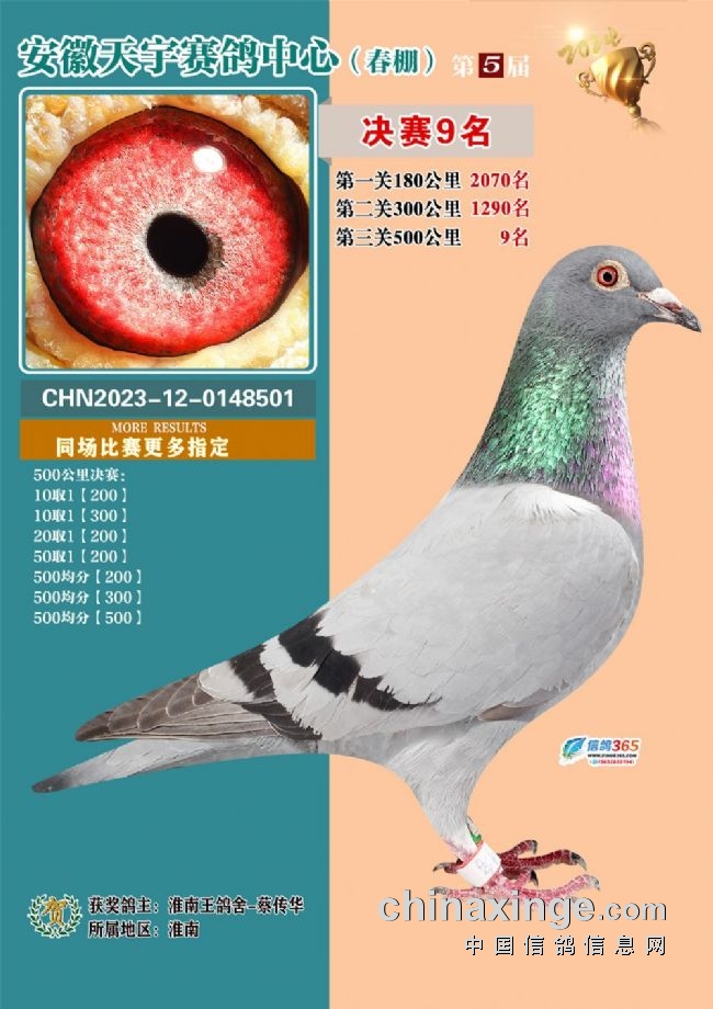 安徽天宇赛鸽中心决赛_安徽天宇赛鸽中心拍卖会_2026江苏如东天宇赛鸽