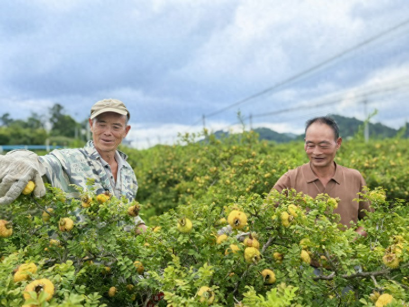 贵州林业补助资金_贵州生态惠民政策_林业重点生态工程