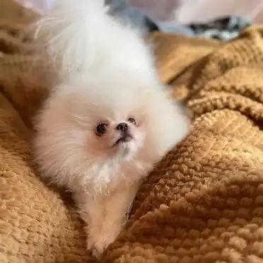 博美生产后一天吃几顿_博美犬饲养指南 新手养博美犬技巧 博美犬日常护理知识