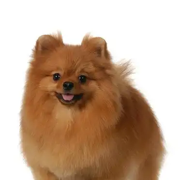 博美生产后一天吃几顿_博美犬饲养指南 新手养博美犬技巧 博美犬日常护理知识