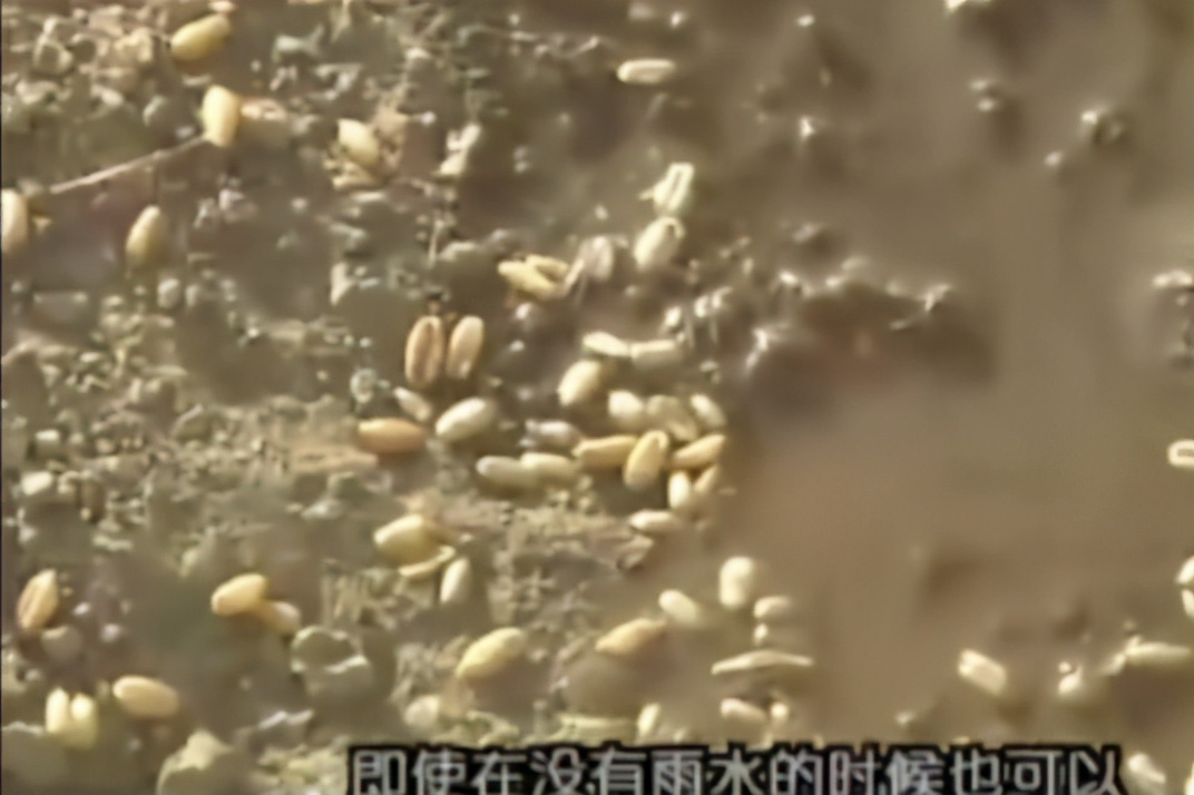 苏美尔泥版与陶器对比_泥版书保存千年原因_两河流域城最早文化