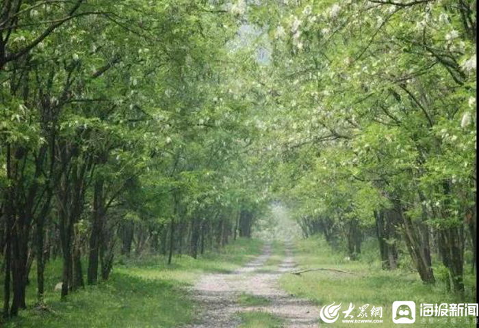 东营自驾游黄河入海槐花节_山东省旅游行业协会自驾游分会活动_黄河口生态旅游区门票团购