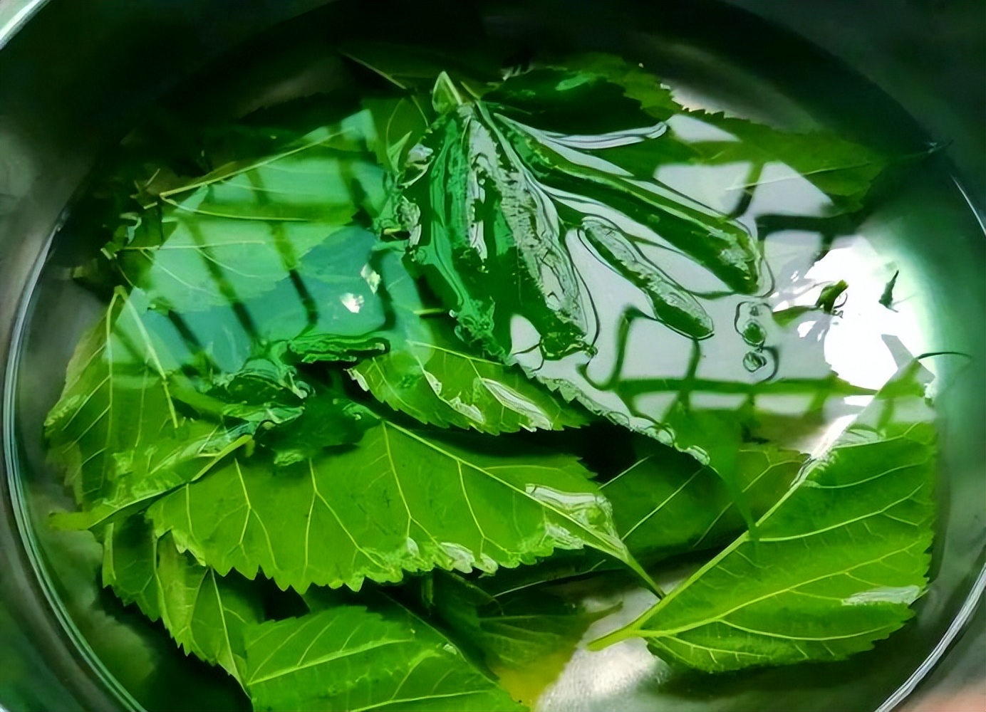 有什么办法能让头发长快点_头皮干痒脱屑脱发_桑叶疏风润燥养毛窍