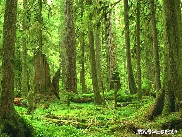 生态系统与生态平衡_生态系统运行法则_生态平衡维系机制