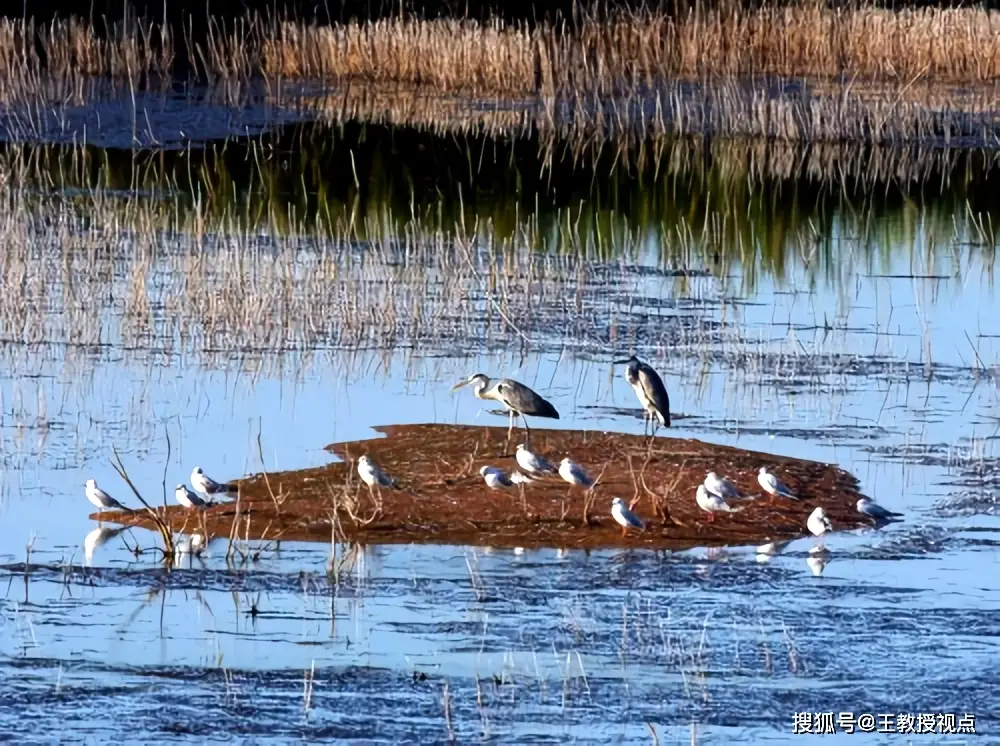 生态系统运行法则_生态平衡维系机制_生态系统与生态平衡