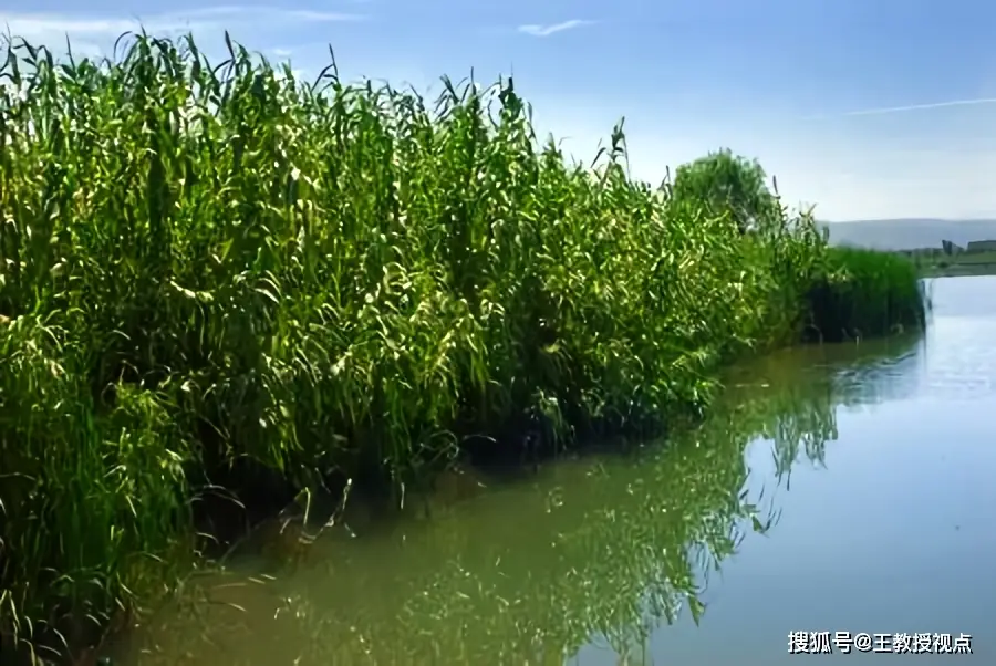 生态平衡维系机制_生态系统与生态平衡_生态系统运行法则