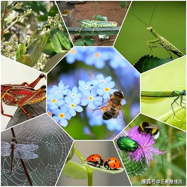 生态系统运行法则_生态系统与生态平衡_生态平衡维系机制