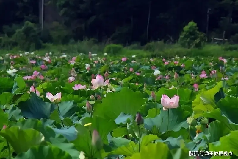 生态系统运行法则_生态平衡维系机制_生态系统与生态平衡