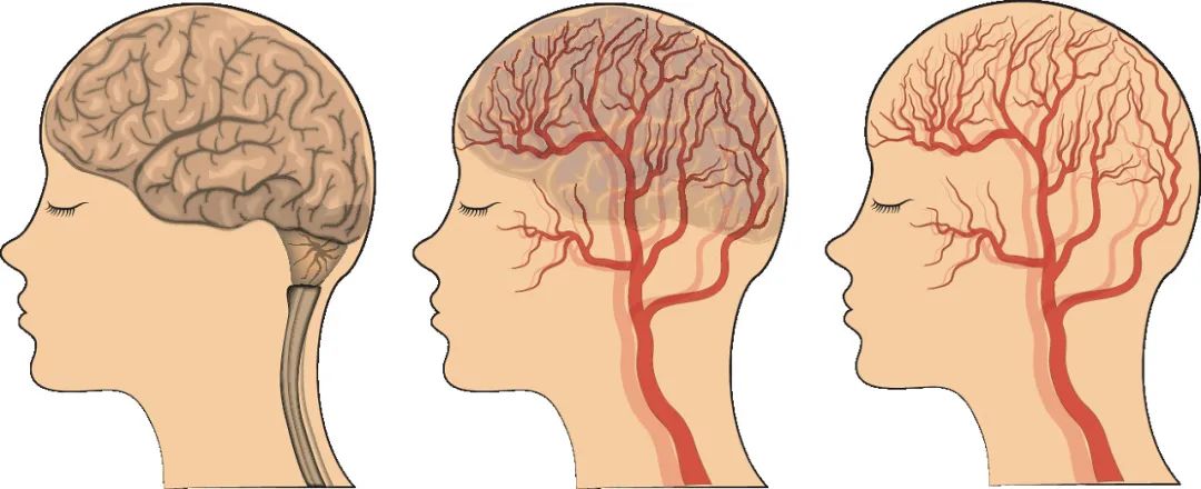 西洋参搭配食谱_枸杞加蜂蜜能一起喝吗_西洋参功效好处