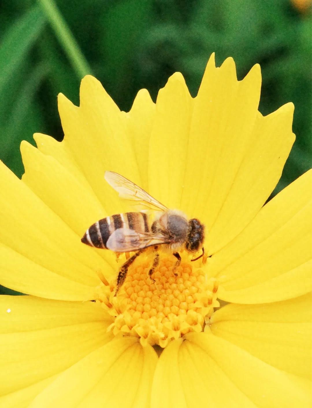 蜂蜜的保存时间是多长_蜜蜂如何制作蜂蜜_蜜蜂酿蜜过程详解