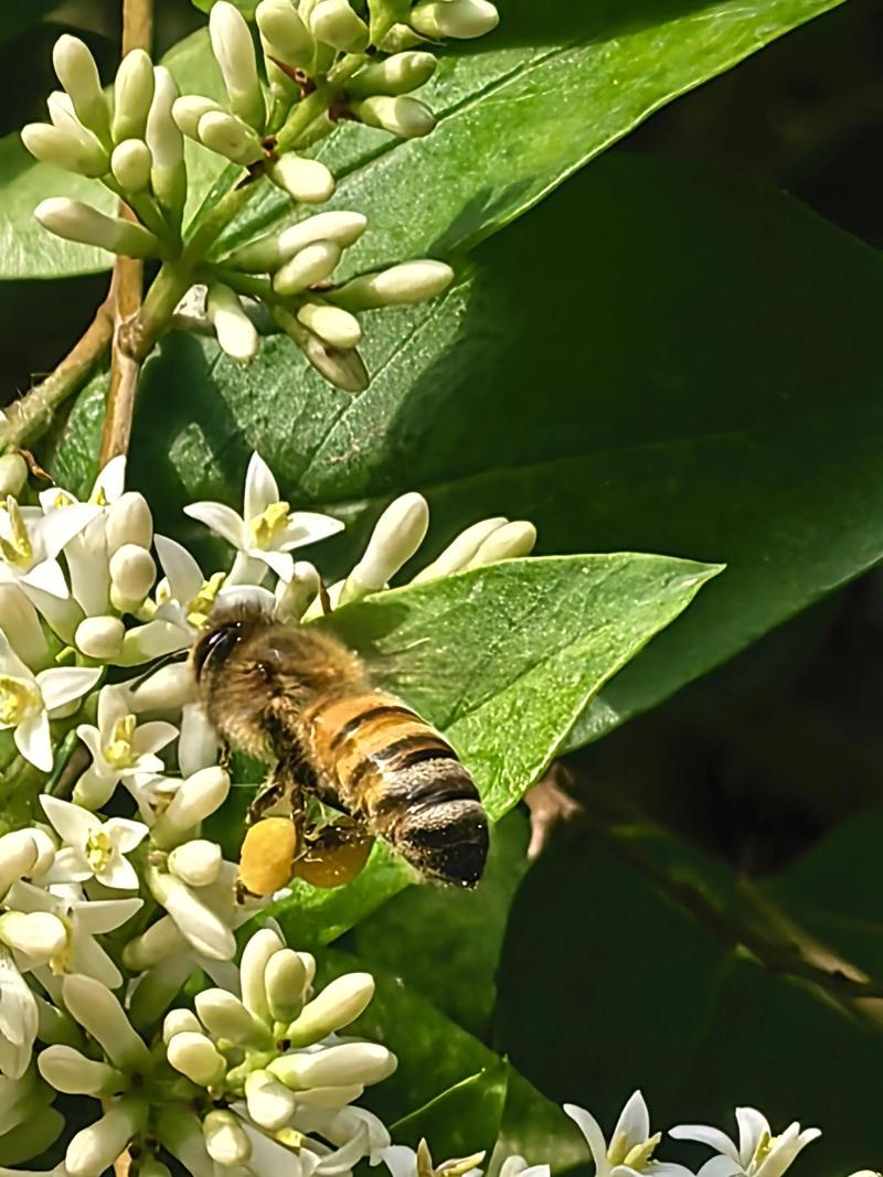 蜜蜂如何制作蜂蜜_蜜蜂酿蜜过程详解_蜂蜜的保存时间是多长