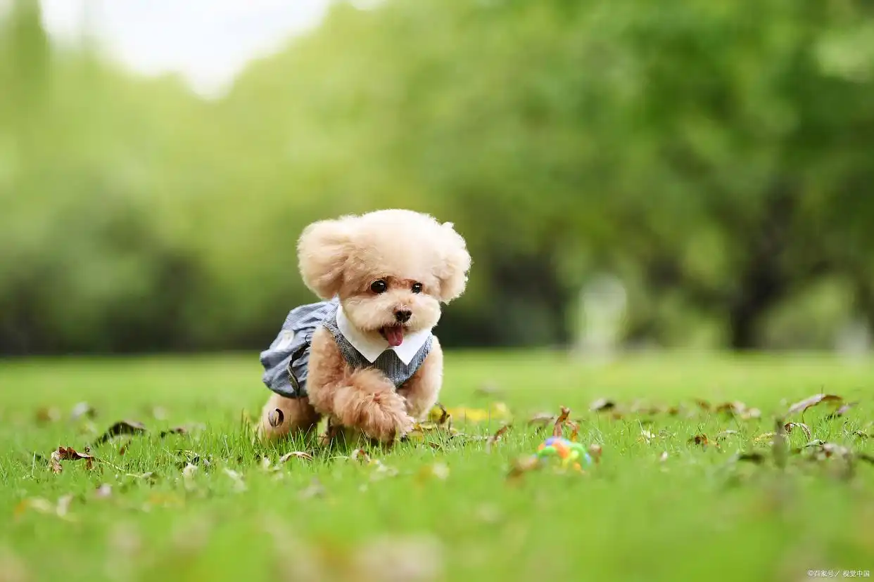 狗狗怀孕多久能看出来_狗狗怀孕周期_狗狗孕期变化