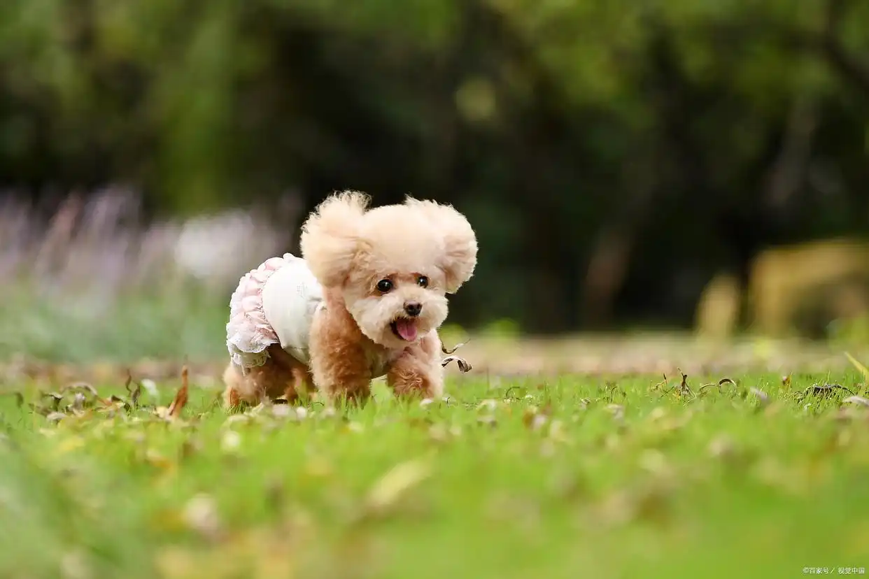 狗狗怀孕周期_狗狗怀孕多久能看出来_狗狗孕期变化