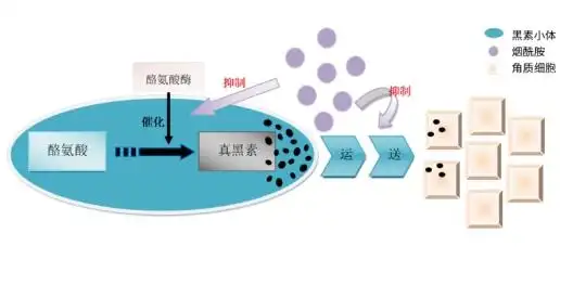 女人吃什么药对皮肤好_口服烟酰胺焕亮产品推荐_烟酰胺改善糙皮干燥机制