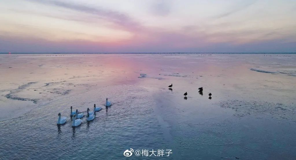南京城市野生动物保护_南京新生态有机生活馆_南京新济洲国家湿地公园生物多样性