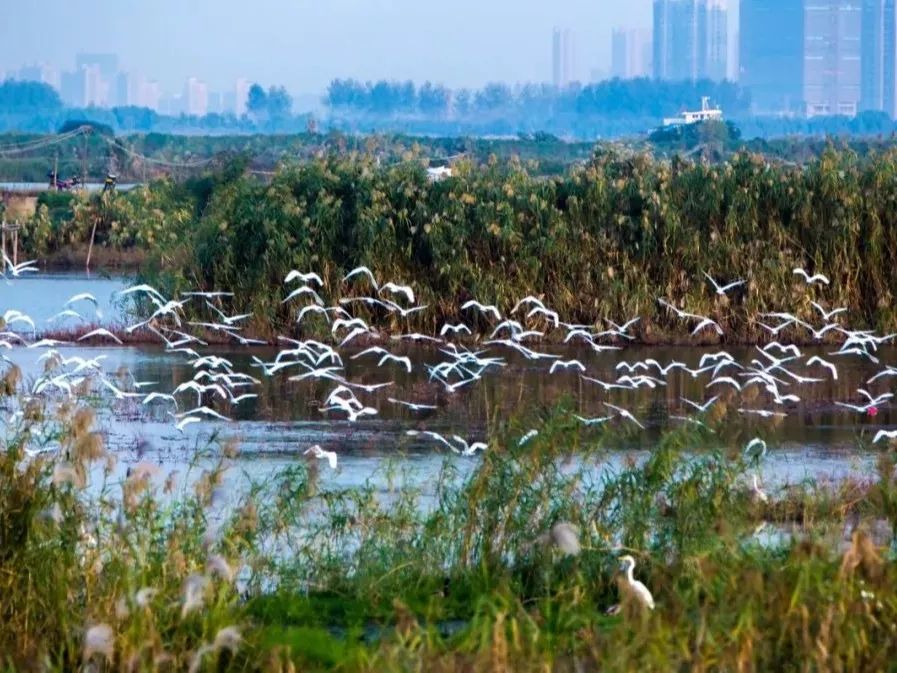 南京新济洲国家湿地公园生物多样性_南京城市野生动物保护_南京新生态有机生活馆