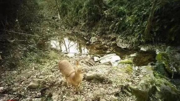南京城市野生动物保护_南京新济洲国家湿地公园生物多样性_南京新生态有机生活馆