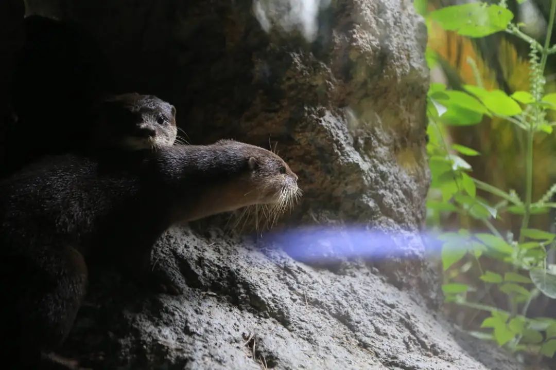 南京新生态有机生活馆_南京新济洲国家湿地公园生物多样性_南京城市野生动物保护