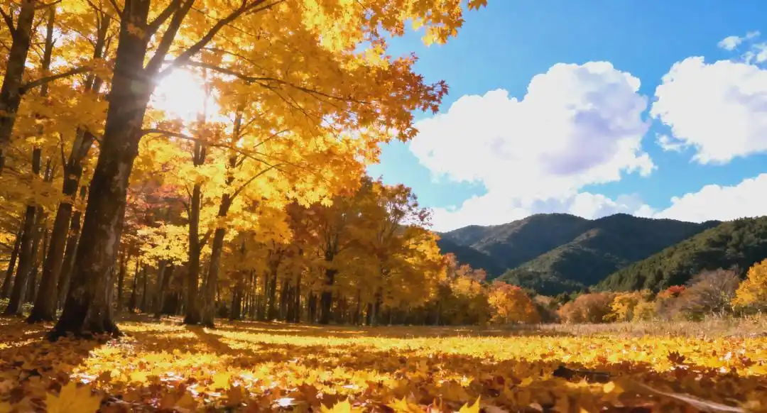 感恩节习俗文化传承_中国文化感恩传统美德_感恩文化专题