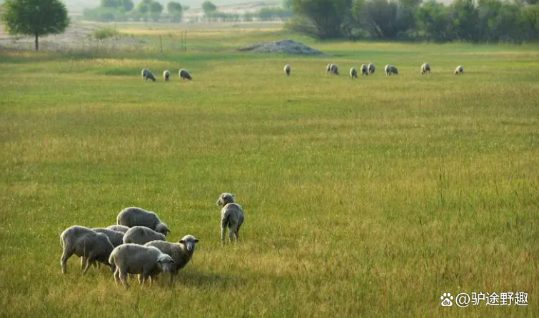 鄂尔多斯十大风景名胜区_鄂尔多斯草原文化体验_鄂尔多斯有哪些景点