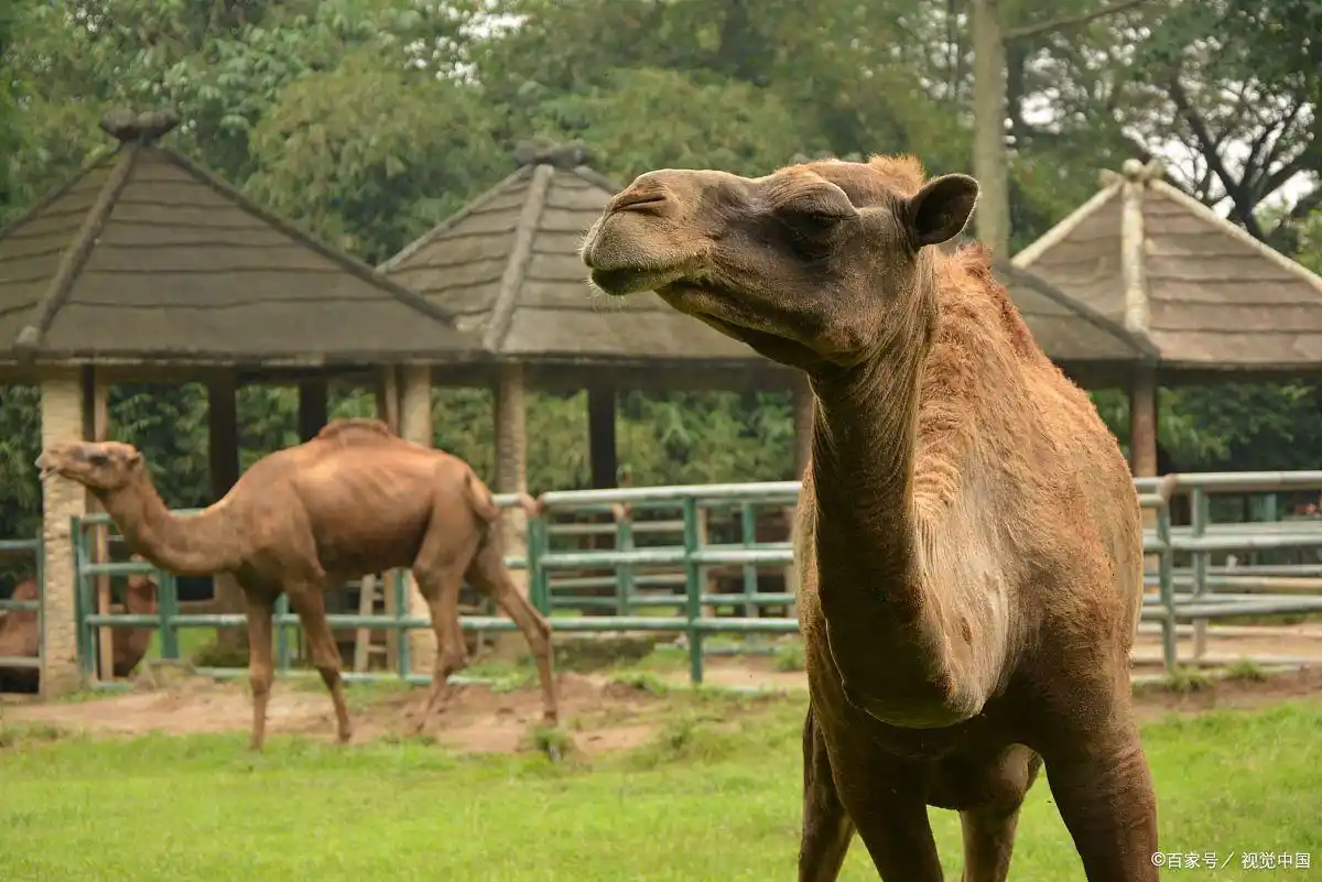 鄂尔多斯有哪些景点_鄂尔多斯响沙湾旅游区_鄂尔多斯成吉思汗陵旅游区